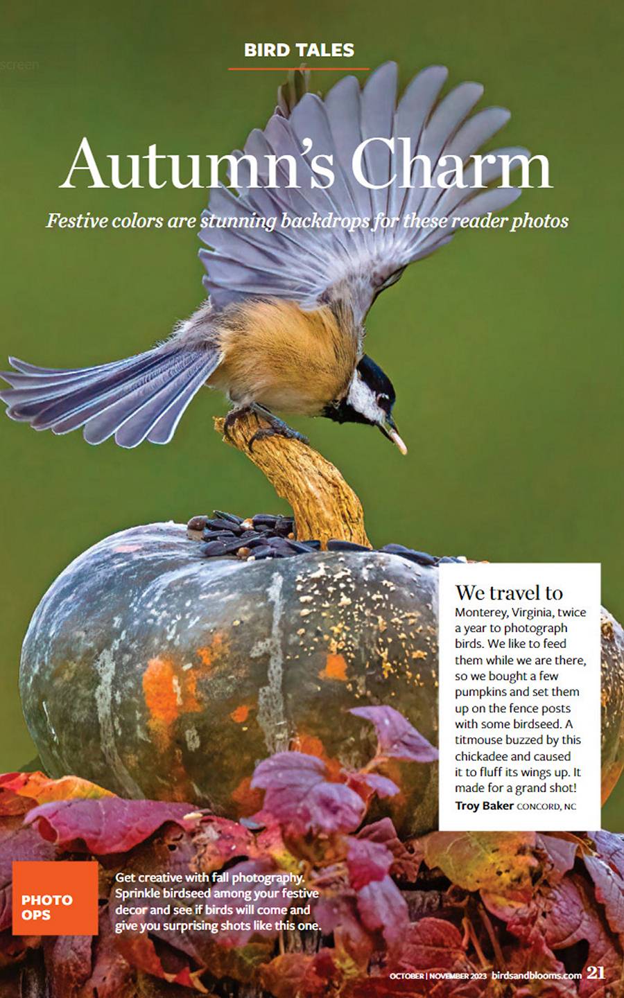 Feature for Bird Tales Page 21